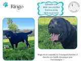 À adopter : chien Labrador de 5 ans au pelage noir