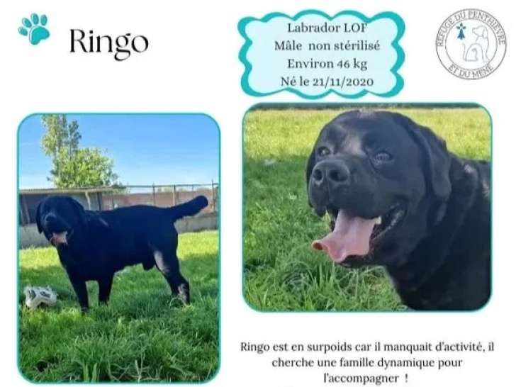 À adopter : chien Labrador de 5 ans au pelage noir