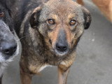À adopter : chienne de 4 ans au pelage fauve charbonné
