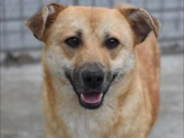 En attente d'adoption : chienne de 3 ans au pelage sable