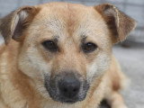 En attente d'adoption : chienne de 3 ans au pelage sable