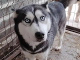 À la recherche d'une famille : chienne Husky de Sibérie de 3 ans au pelage noir et beige