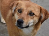 Disponible à l'adoption : chienne de 3 ans au pelage fauve