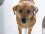 Disponible à l'adoption : chienne de 3 ans au pelage fauve