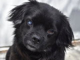 À adopter : chien de 3 ans au pelage noir