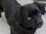 À adopter : chien de 3 ans au pelage noir