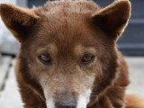 En attente d'un foyer : chien Berger de 7 ans au pelage chocolat