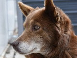 En attente d'un foyer : chien Berger de 7 ans au pelage chocolat