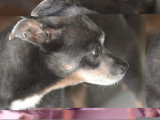 Adoption disponible : chienne Pinscher Nain de 6 ans au pelage bringé