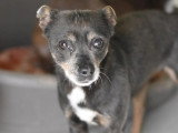 Adoption disponible : chienne Pinscher Nain de 6 ans au pelage bringé