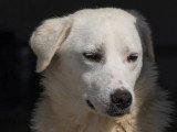 En attente d'adoption : chienne d'un an au pelage gris et blanc