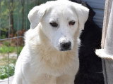 En attente d'adoption : chienne d'un an au pelage gris et blanc