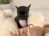 2 chiots Chihuahua non LOF à réserver, nés en mars 2026
