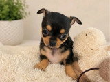 2 chiots Chihuahua non LOF à réserver, nés en mars 2026