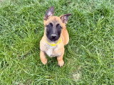 Chiot Malinois mâle LOF à vendre né en février 2026
