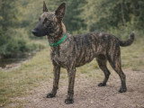 Chienne Berger Hollandais LOF de mai 2024 à vendre