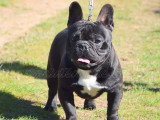 Saillie Bouledogue Français mâle LOF confirmé lignée étrangère