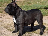 Saillie Bouledogue Français mâle LOF confirmé lignée étrangère