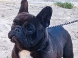 Saillie Bouledogue Français mâle LOF confirmé lignée étrangère