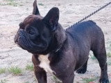 Saillie Bouledogue Français mâle LOF confirmé lignée étrangère