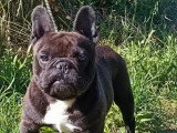 Saillie Bouledogue Français mâle LOF confirmé lignée étrangère