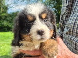 4 chiots mâles Bouvier Bernois non LOF nés en mars 2026 à réserver