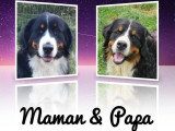 4 chiots mâles Bouvier Bernois non LOF nés en mars 2026 à réserver