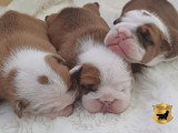 3 chiots Bulldog Anglais mâles LOF à réserver, nés en avril 2026