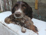 Mâle Springer Anglais disponible pour saillie