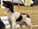 Mâle Springer Anglais disponible pour saillie