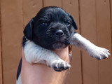 Chiot femelle