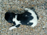 Chiot femelle
