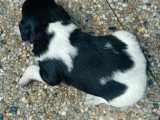 Chiot femelle