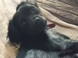 la mère des chiots