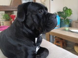 Chien de type Cane Corso disponible pour saillie