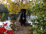 Chien de type Cane Corso disponible pour saillie