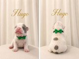 Chiots Bouledogue Français à vendre
