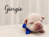 Chiots Bouledogue Français à vendre