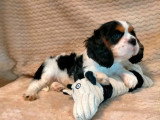 2 chiots Cavalier King Charles non LOF de mars 2026 disponibles à la vente