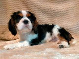2 chiots Cavalier King Charles non LOF de mars 2026 disponibles à la vente