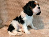 2 chiots Cavalier King Charles non LOF de mars 2026 disponibles à la vente