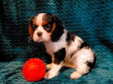 2 chiots Cavalier King Charles non LOF de mars 2026 disponibles à la vente