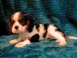 2 chiots Cavalier King Charles non LOF de mars 2026 disponibles à la vente