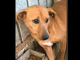 Chienne au pelage fauve de 5 ans en quête d'un foyer