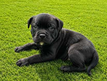 Chiots Staffie LOF à vendre