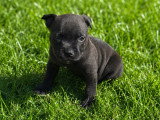 Chiots Staffie LOF à vendre