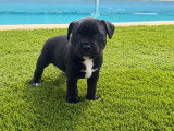 Chiots Staffie LOF à vendre