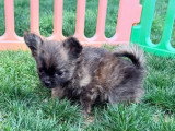 3 chiots Pomchi non LOF de mars 2026 en vente