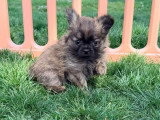 3 chiots Pomchi non LOF de mars 2026 en vente