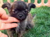 3 chiots Pomchi non LOF de mars 2026 en vente